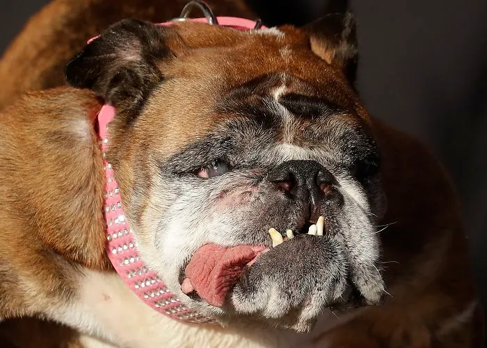 the ugliest dog of 2018 was introduced and he is totally adorable 5b30d6ccdfb7e 700