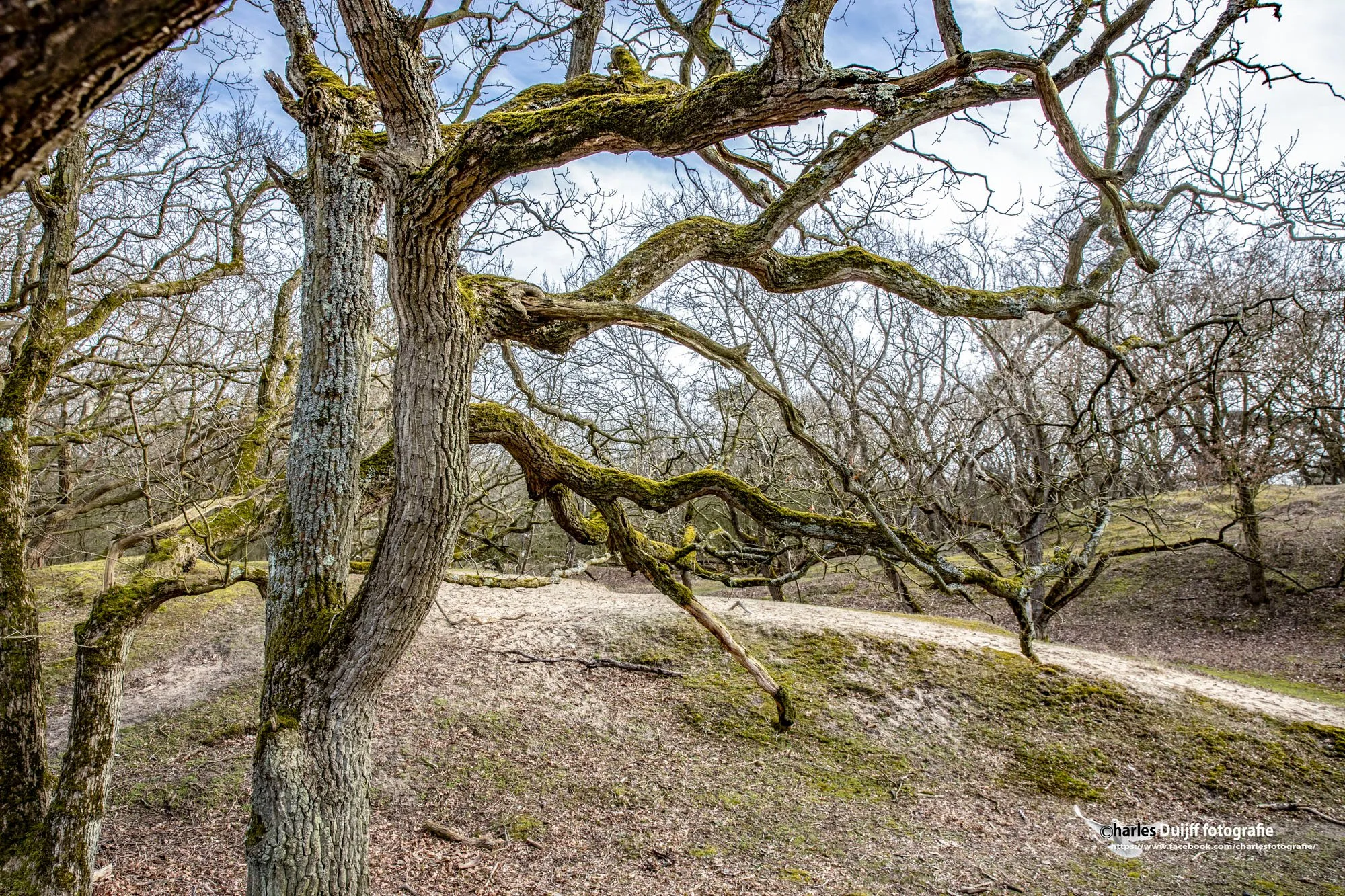 dead wood