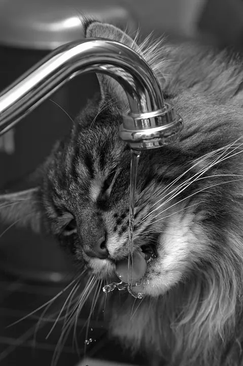 kat water marjabrouwer pixabay