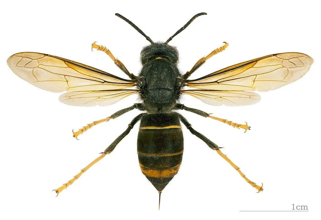 vespa velutina nigrithorax mhnt dos