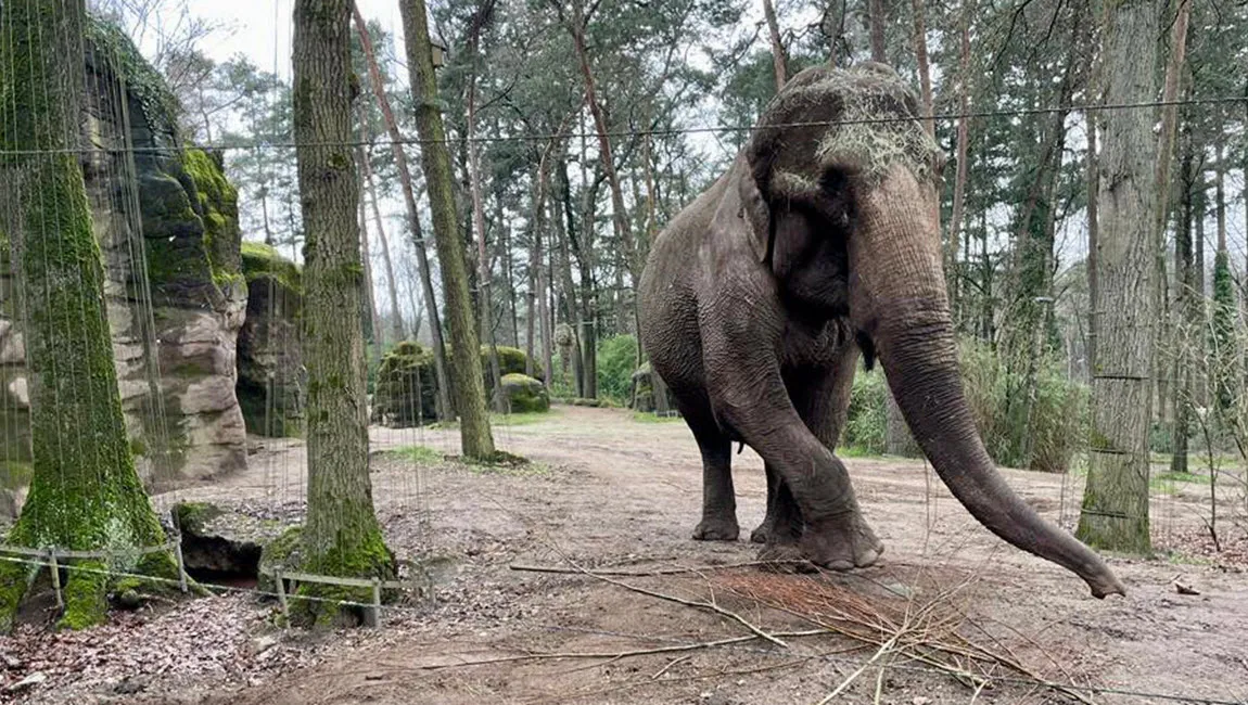 olifant eet wilgentenen burgers zoo