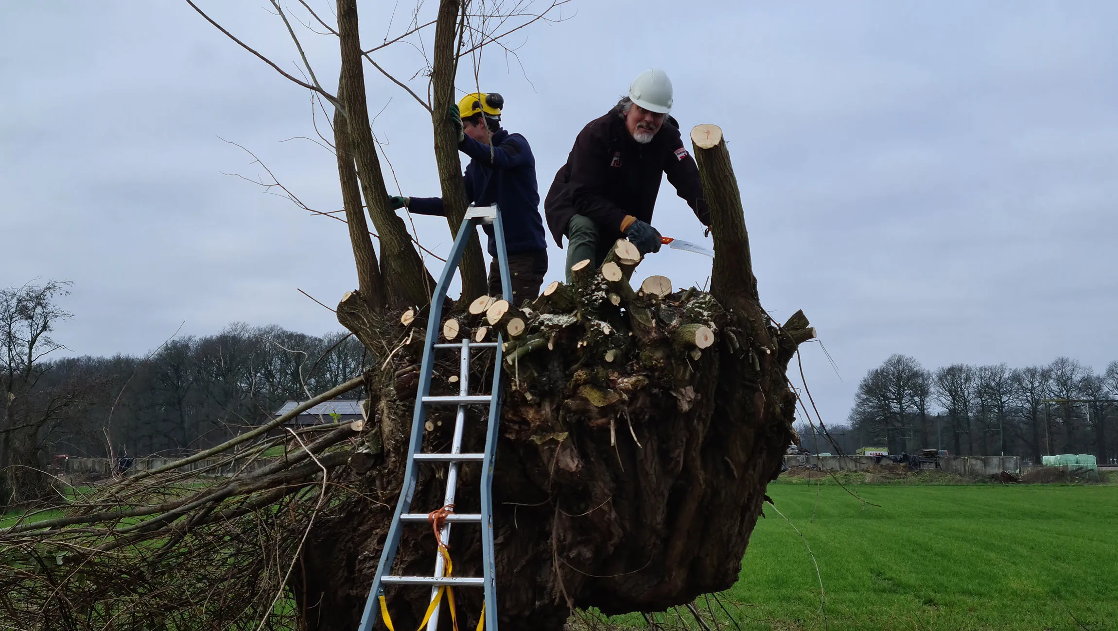 wilgen knotten vrijwilligersgroep de elzenhof