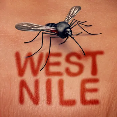Het muggenseizoen is nog niet ten einde, want het westnijlvirus duikt op in Nederland. Bron: Lightspring / Shutterstock