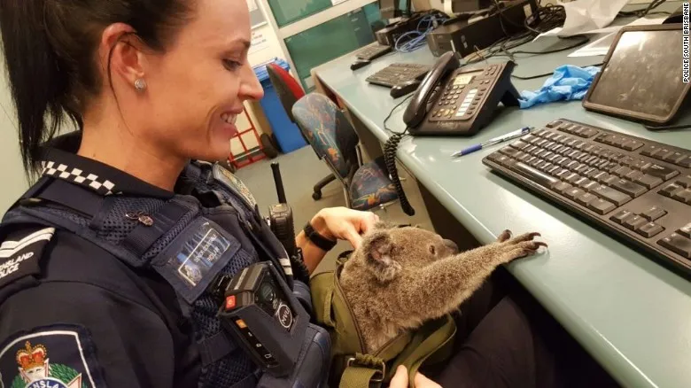 161107161327 australia police koala in bag 2 exlarge 169