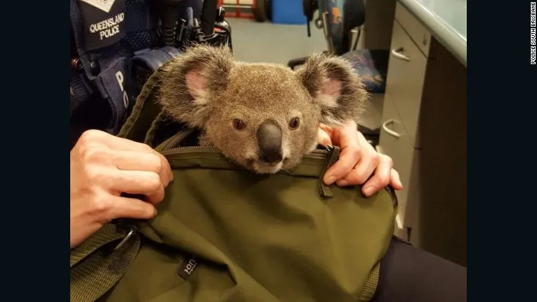 161107162434 australia police koala in bag 3 exlarge 169