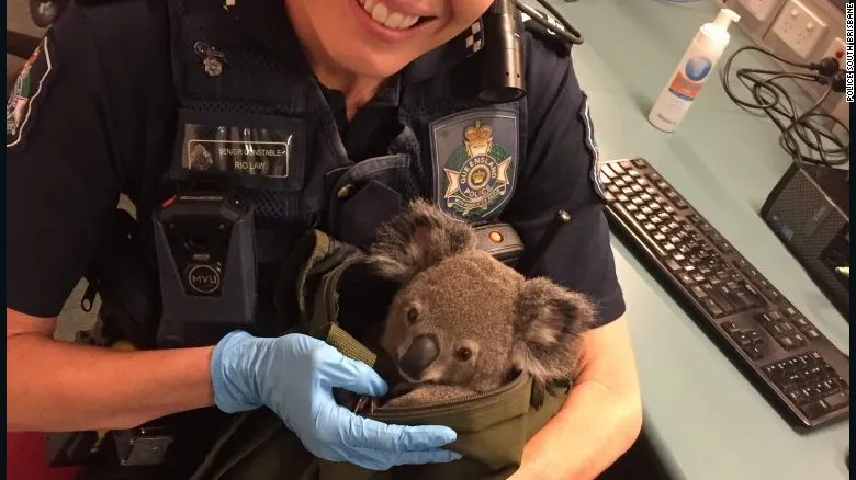 161107163103 australia police koala in bag 4 exlarge 169