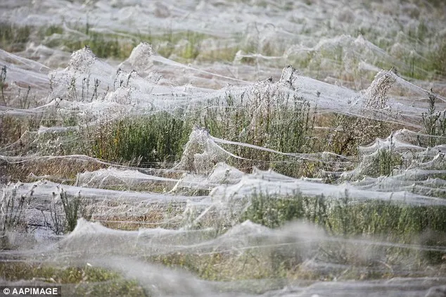 28b1b32e00000578 3082760 severe floods in 2012 forced thousands of spiders to seek higher m 3 1431735986802