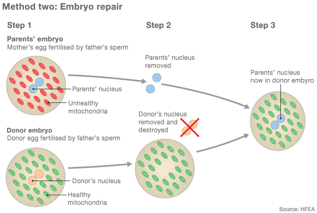 77254175 embryo repair 624 method 2