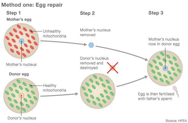 77266645 embryo repair 624 method 1