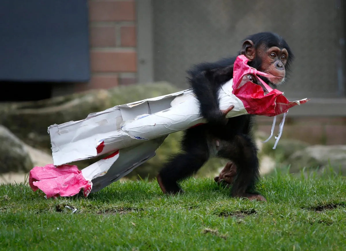a 13 month old chimp named fumo carries a christmas present of food treats in wrapping paper under his arm during a christmas themed feeding time at sydneys taronga park zoo on dec 9