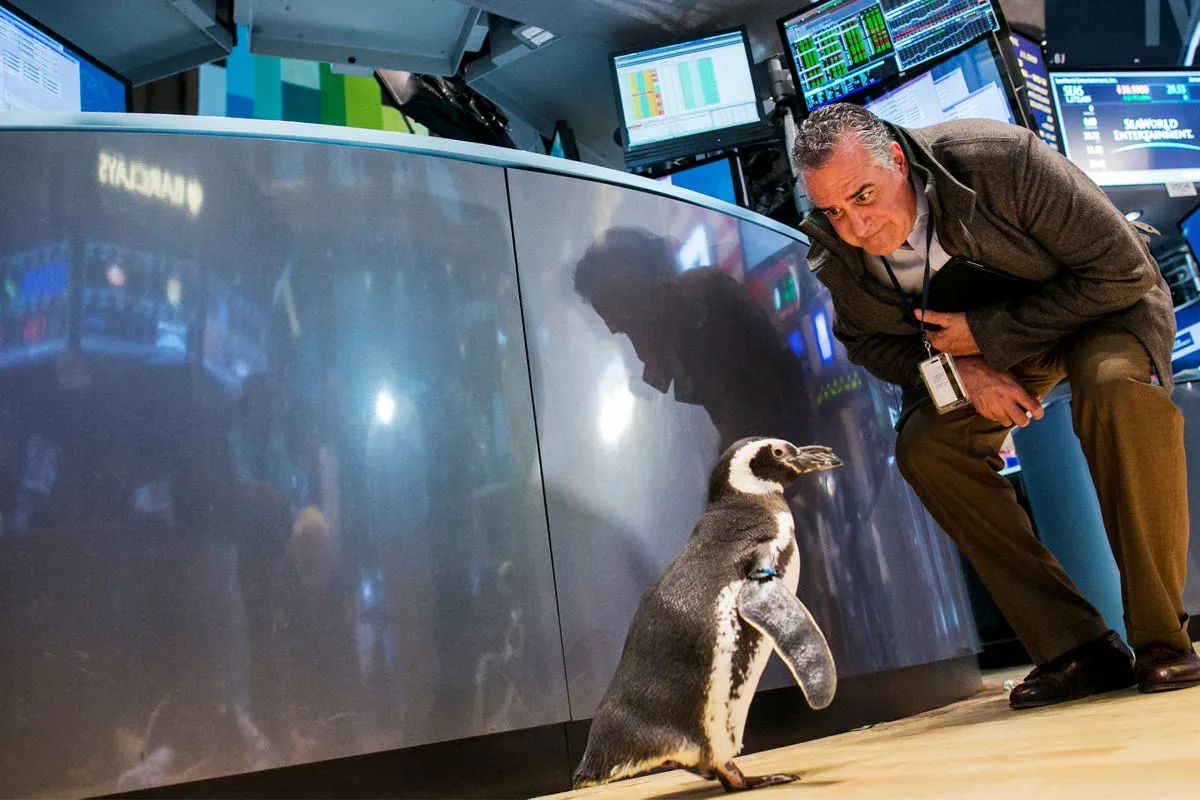 a trader looks at pete the penguin of seaworld entertainment as he walks on the floor of the new york stock exchange on jan 15 seaworld was celebrating its 50th anniversary