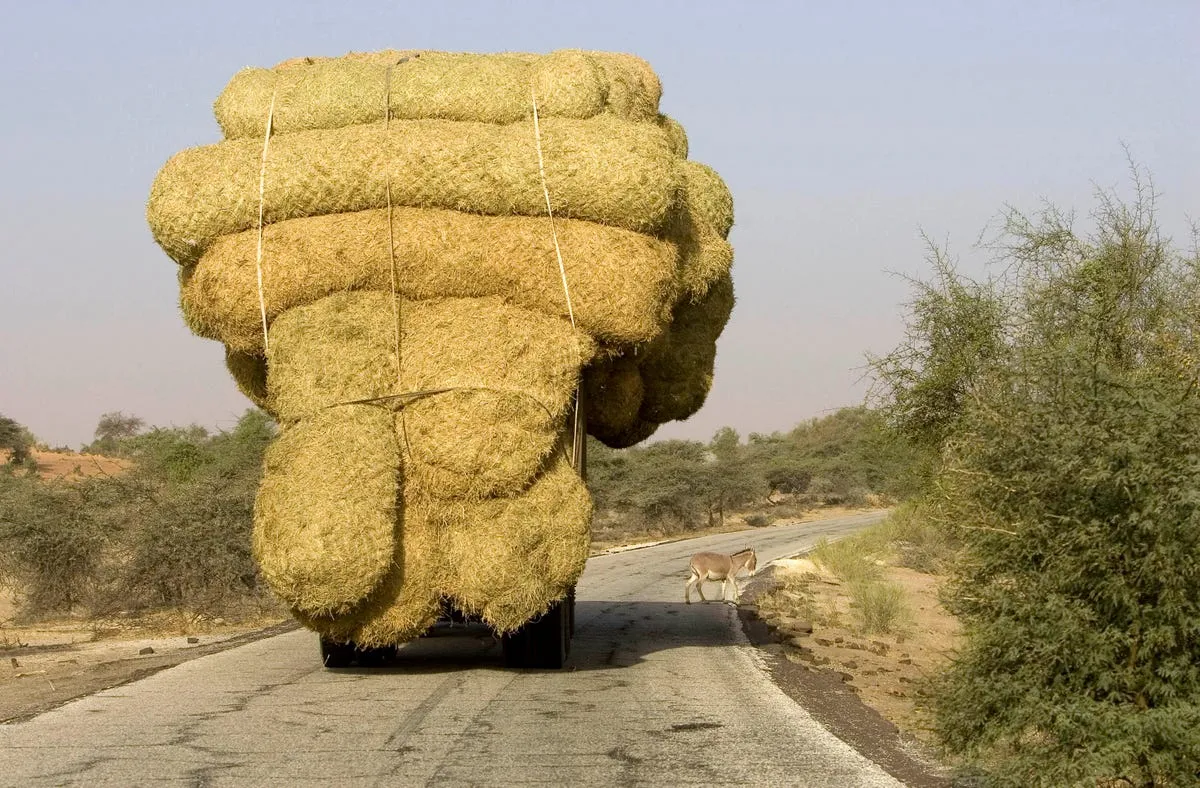 a truck carrying rice stalks is headed to nouakchott mauritania