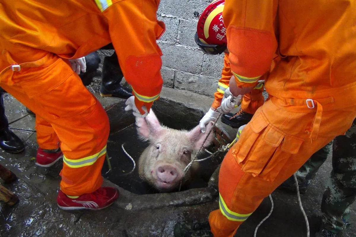 firefighters pull a pig from a well on a pig farm in lequing china seven firefighters successfully rescued the 661 pound pig in april