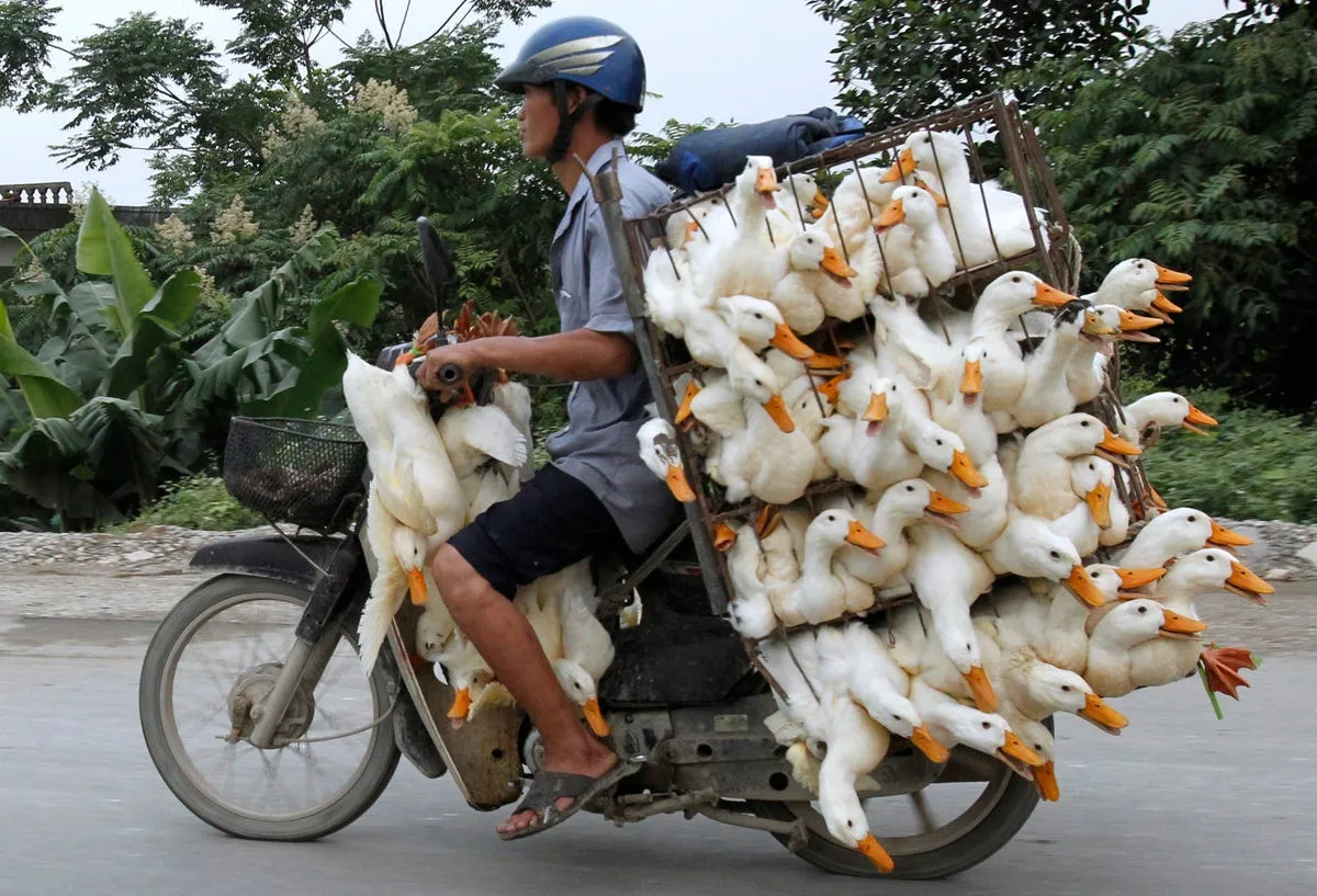 for transporting a lot of ducks a motorcycle works