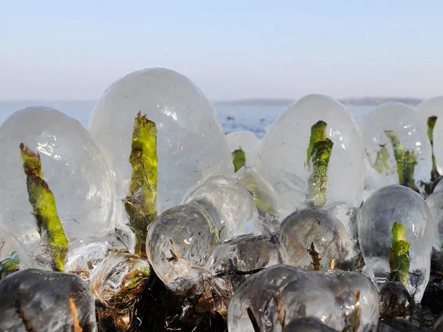 frozen weed sprouts in north germany