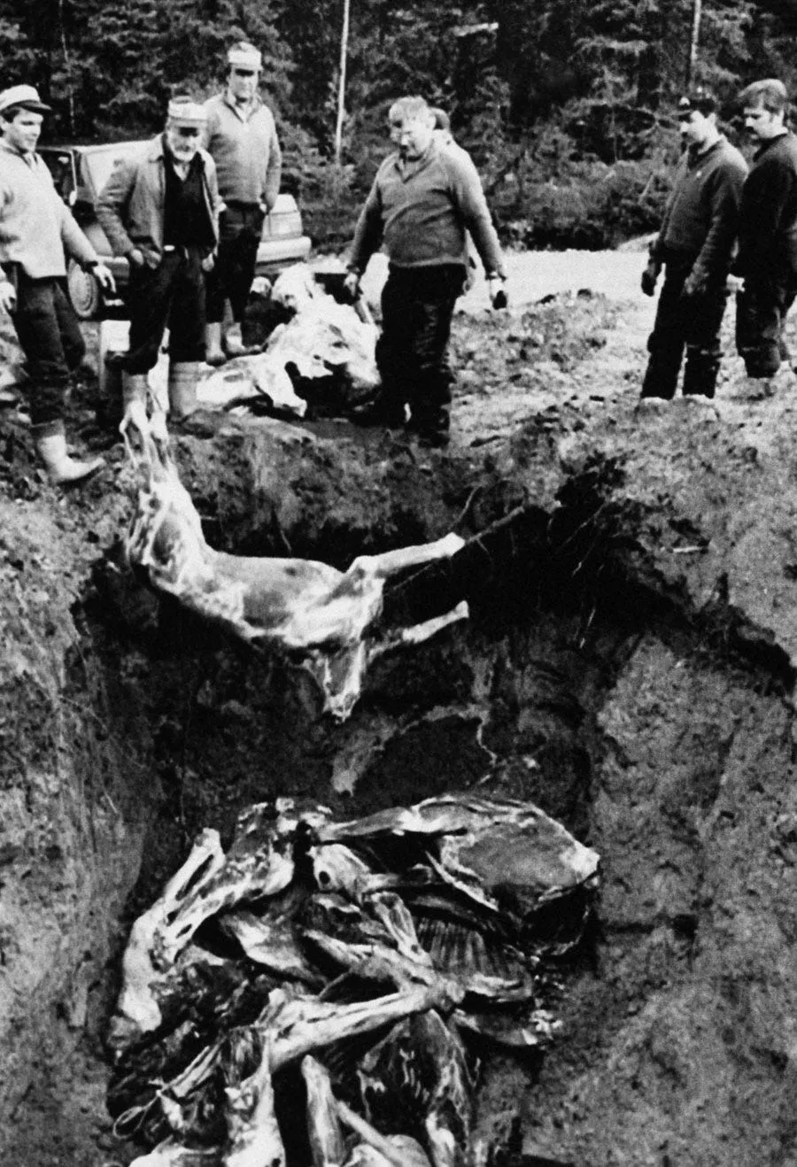 galsjo forest elk hunters fill a quarry in northern sweden with carcasses contaminated with radioactivity september 18 1986