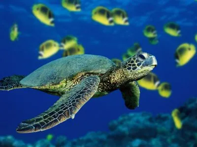 gex green sea turtle