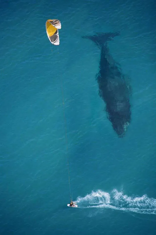 kite surfing with whale below aerial shot from above