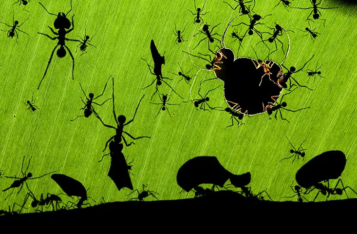 leaf cutter ants wildli 001