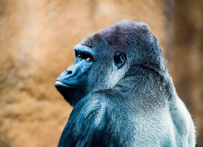  Corning Gorilla Glass Victus 2 overleeft val van 1 meter op beton