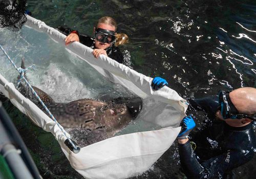 boogbekrog 1mira meijer koninklijke burgers zoo