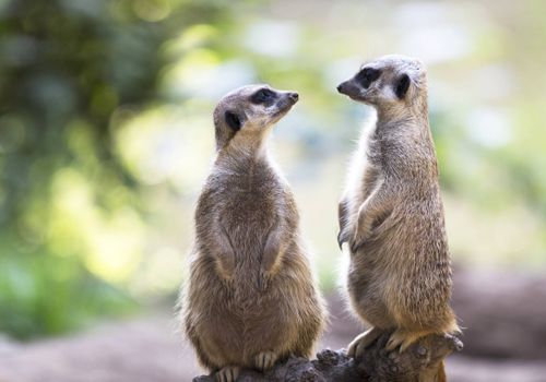 Stokstaartbroers Barry en Bob