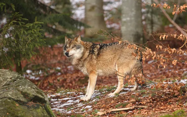 Straks nog meer zones 30? Vlaamse vereniging 'Welkom Wolf' wil extra snelheidsbeperkingen om wolven te beschermen
