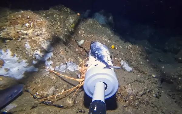 Man laat GoPro op de oceaanbodem vallen, en filmt mysterieus zeewezen dat zelfs experts niet kunnen herkennen