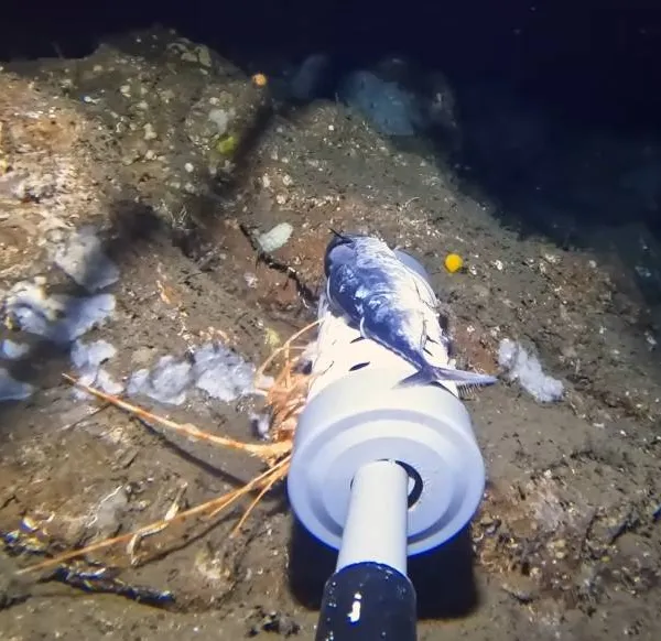 Man laat GoPro op de oceaanbodem vallen, en filmt mysterieus zeewezen dat zelfs experts niet kunnen herkennen