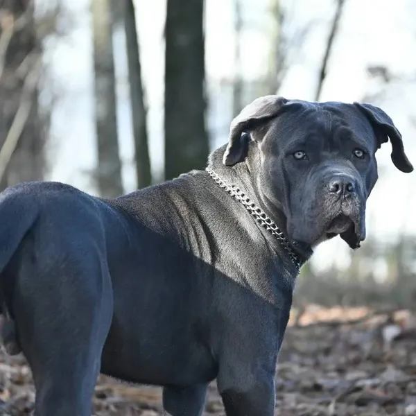 Bekende hondentrainer waarschuwt gezinnen: "Koop deze drie hondenrassen niet!"