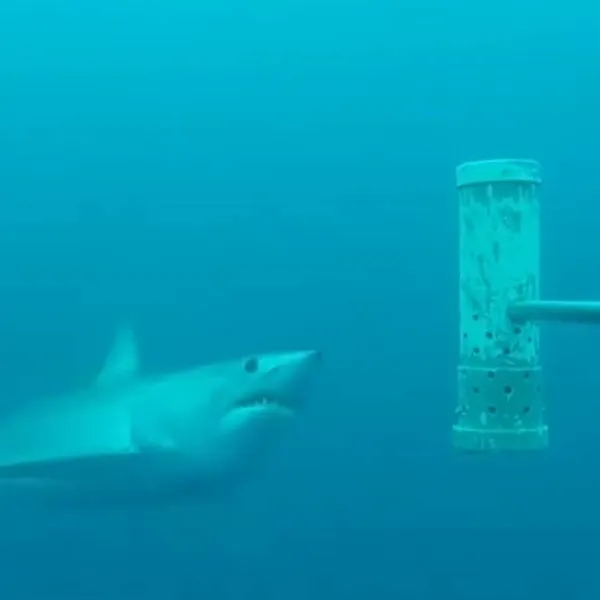 Studenten lieten een camera met lokaas zakken in de Atlantische Oceaan om te zien wat daar echt rondzwemt