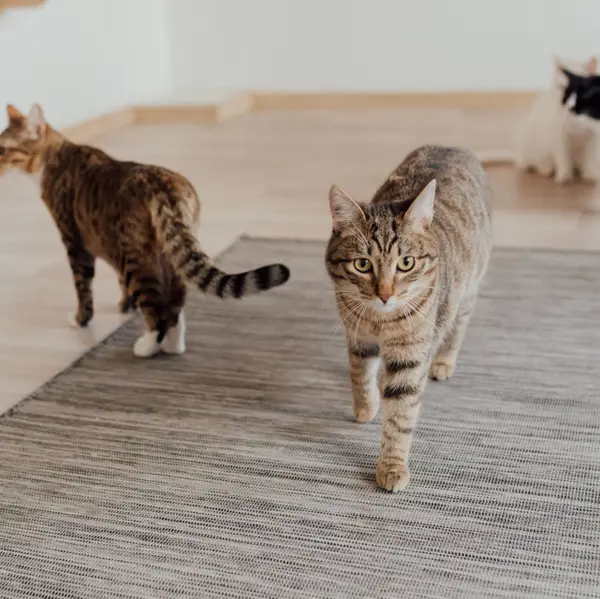 De onverwachte therapeut: waarom de stoerste mannen stiekem smelten voor een kat