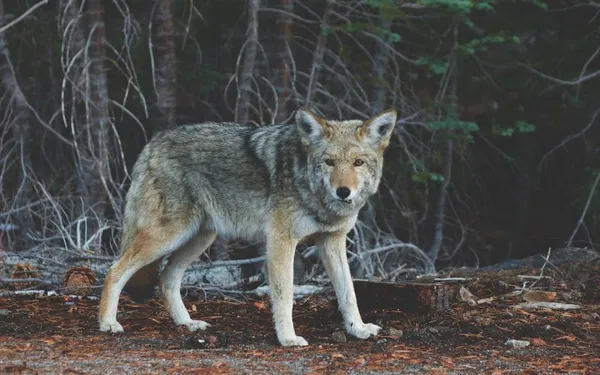 WolfPixabay