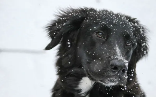 border collie 1149417 1280
