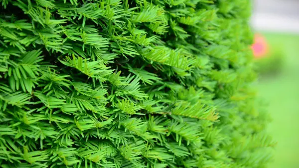 250904PLANTEN