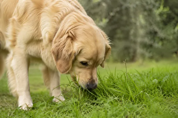 hond gras eten
