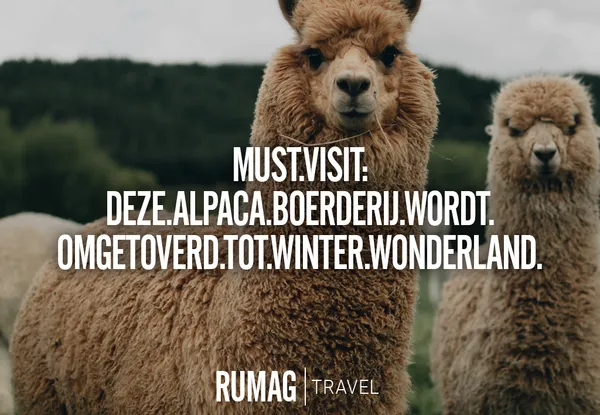 alpaca travel header blog