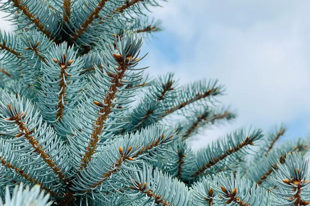 Vrijwilligers zamelen kerstbomen in gemeente Altena in