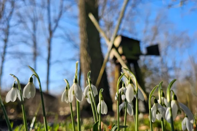 Voorjaarsgevoel in Duyls Bos tijdens sneeuwklokjesweekend