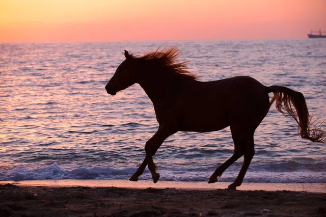 Paardenreddingboot Hollum: Historisch spektakel op het strand