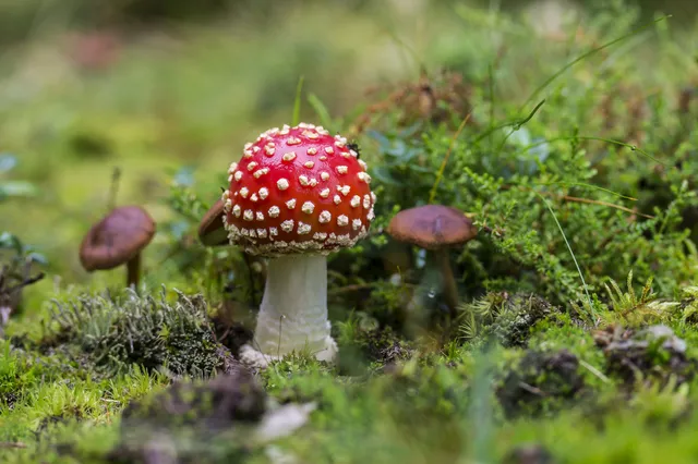 Fascinerende paddenstoelenwereld in de Apeldoornse bossen