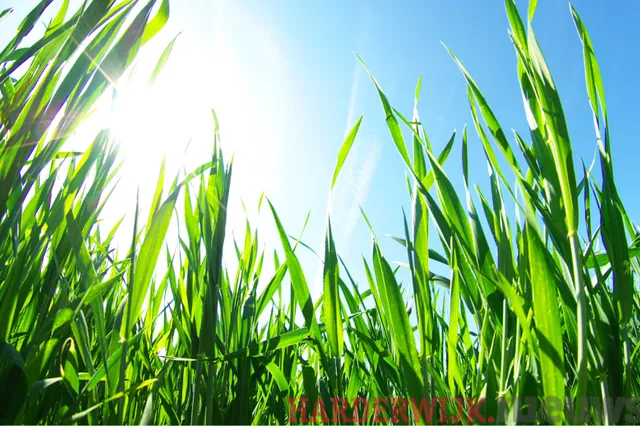 Klimaatcafé over klimaatadaptief en natuurinclusief op 17 januari
