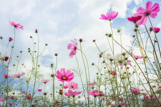 Gelderse Natuurfotowedstrijd zoekt mooiste natuurfoto