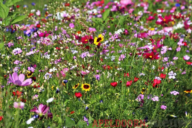 IVN Route Wilde flora en biodiversiteit in Berg en Bos