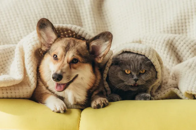 Dierendag vandaag!