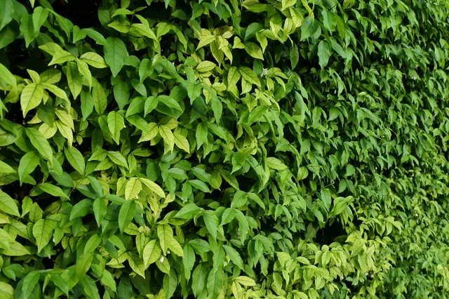 Groentekorten in Apeldoorn nemen toe: zorgen om afname groen