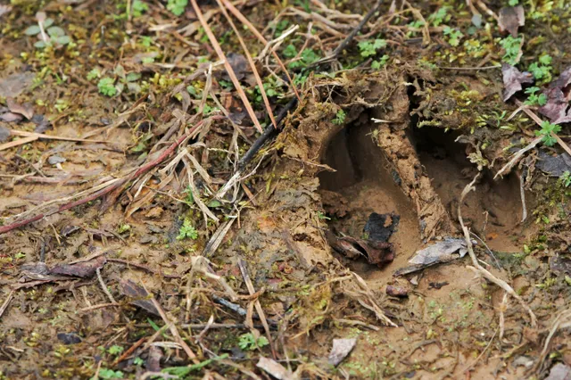 Buitenlucht in en diersporen zoeken in de natuur