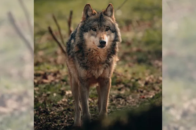 Confrontatie met een wolf voorkomen