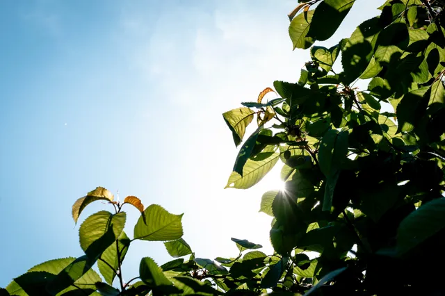 Zonaanbidders opgelet: warm en zonning weekend voor de boeg!
