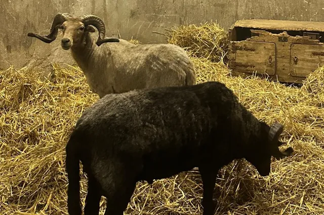 Schapen voor illegale slacht gevonden in tuin van shoarmazaak